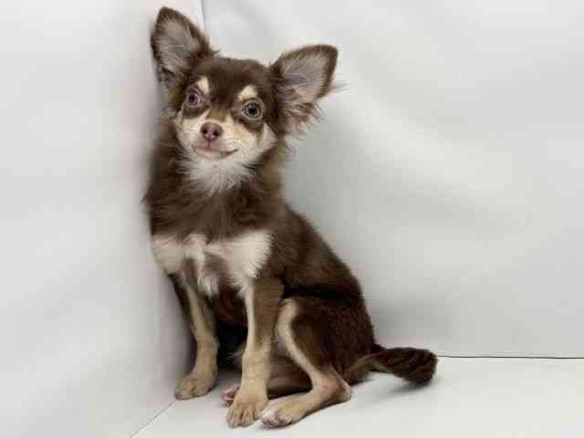 兵庫県のチワワ(ロング) (ひごペットフレンドリークラウンパーク伊丹店/2025年5月11日生まれ/男の子/チョコレートクリーム)の子犬の3枚目の画像