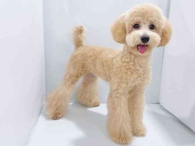 大阪府のトイプードル(トイ) (ひごペットフレンドリーイズミヤショッピングセンター千里丘店/2025年5月12日生まれ/男の子/アプリコット)の子犬の3枚目の画像