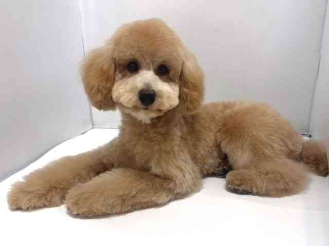奈良県のトイプードル(トイ) (ひごペットフレンドリー奈良パワーシティ店/2025年5月12日生まれ/男の子/アプリコット)の子犬の3枚目の画像