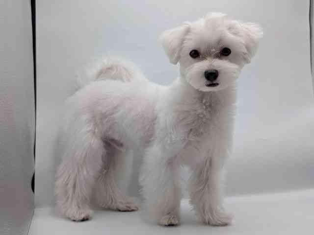 香川県のマルチーズ (ひごペットフレンドリーゆめタウン高松店/2025年5月12日生まれ/男の子/ホワイト)の子犬の3枚目の画像