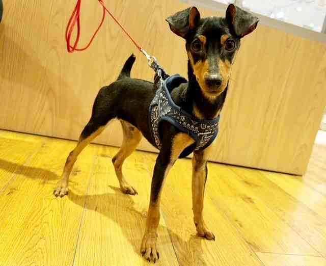 兵庫県のミニチュアピンシャー (ひごペットフレンドリーコロワ甲子園店/2025年5月13日生まれ/男の子/ブラックタン)の子犬の3枚目の画像