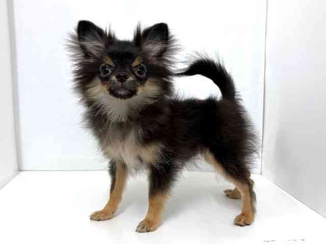 大阪府のポメチワ/チワポメ/ポメチー(ポメラニアン×チワワ) (ひごペットフレンドリーベルファⅡ都島店/2025年5月15日生まれ/男の子/ブラックタン)の子犬の3枚目の画像