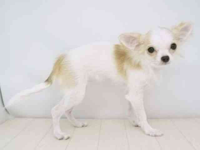 福岡県のチワワ(ロング) (ひごペットフレンドリーゆめタウン筑紫野店/2025年5月18日生まれ/女の子/ホワイトレッド)の子犬の3枚目の画像