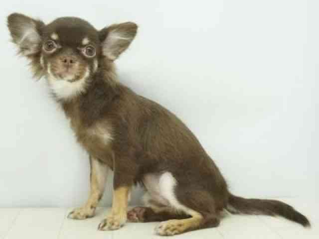 福岡県のチワワ(ロング) (ひごペットフレンドリーゆめタウン筑紫野店/2025年5月20日生まれ/女の子/チョコレートタン)の子犬の3枚目の画像