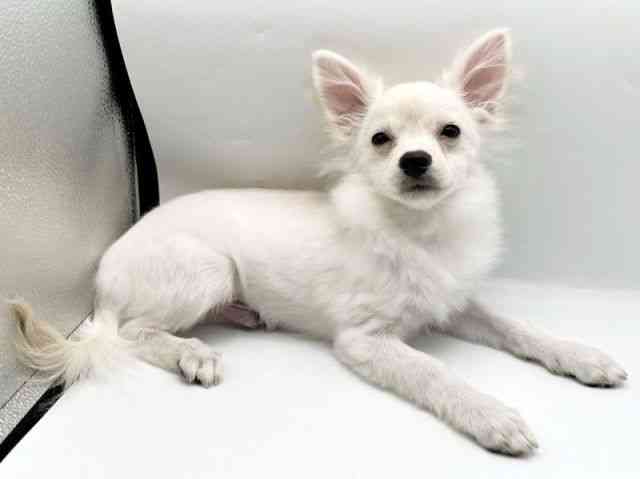 奈良県のポメチワ/チワポメ/ポメチー(ポメラニアン×チワワ) (ひごペットフレンドリートナリエ大和高田店/2025年5月22日生まれ/男の子/クリーム)の子犬の3枚目の画像