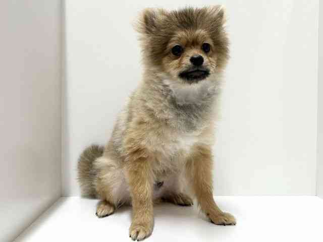 愛知県のポメラニアン (ひごペットフレンドリーららぽーと名古屋みなとアクルス店/2025年5月25日生まれ/男の子/オレンジ)の子犬の3枚目の画像