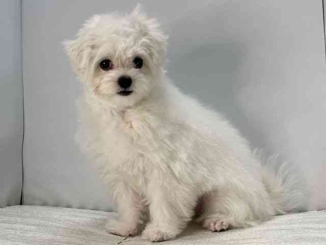 島根県のチワマル/マルチワ(チワワ×マルチーズ) (ひごペットフレンドリーイオンモール出雲店/2025年5月18日生まれ/女の子/ホワイト)の子犬の3枚目の画像