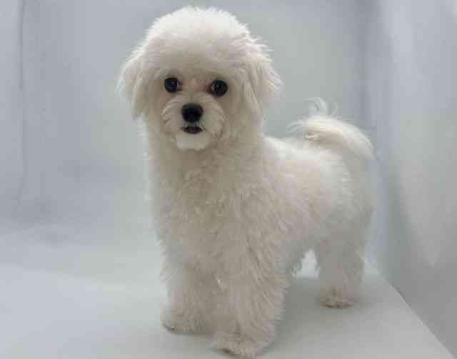 島根県のチワマル/マルチワ(チワワ×マルチーズ) (ひごペットフレンドリーイオンモール出雲店/2025年5月18日生まれ/女の子/ホワイト)の子犬の3枚目の画像