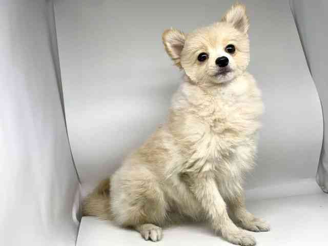 徳島県のポメラニアン (ひごペットフレンドリーゆめタウン徳島店/2025年5月21日生まれ/男の子/クリーム)の子犬の3枚目の画像