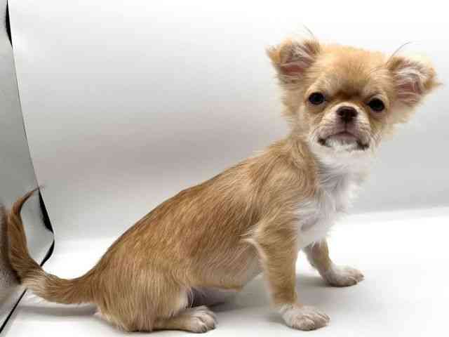 京都府のチワワ(ロング) (ひごペットフレンドリーイオンモール高の原店/2025年5月26日生まれ/女の子/フォーンホワイト)の子犬の3枚目の画像