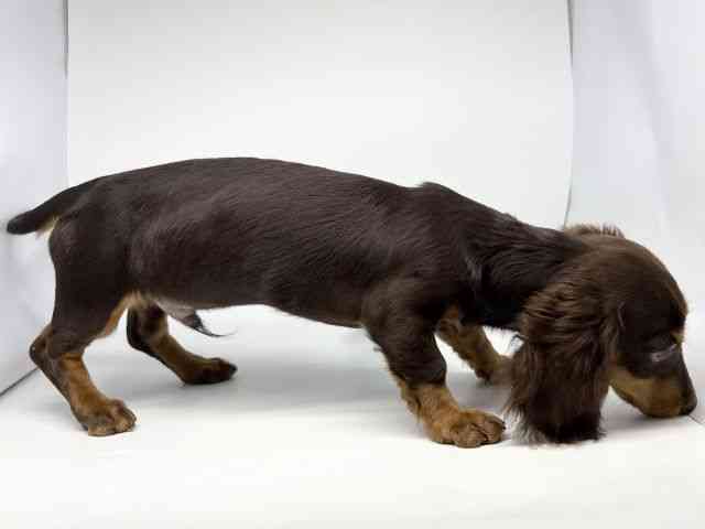 徳島県のミニチュアダックスフンド(ロング) (ひごペットフレンドリーゆめタウン徳島店/2025年5月30日生まれ/男の子/チョコレートタン)の子犬の3枚目の画像