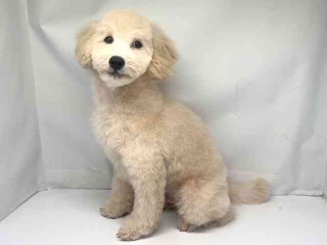 京都府のトイプードル(トイ) (ひごペットフレンドリー洛北阪急スクエア店/2025年6月1日生まれ/男の子/クリーム)の子犬の3枚目の画像