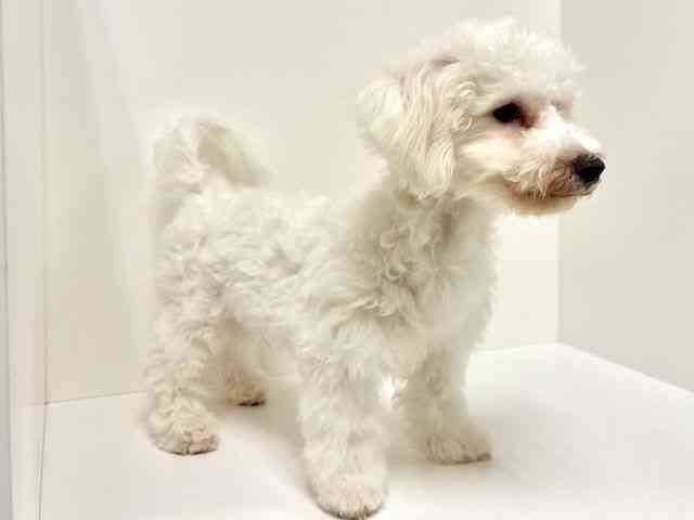 奈良県のビションフリーゼ (ひごペットフレンドリー奈良パワーシティ店/2025年5月28日生まれ/男の子/ホワイト)の子犬の3枚目の画像