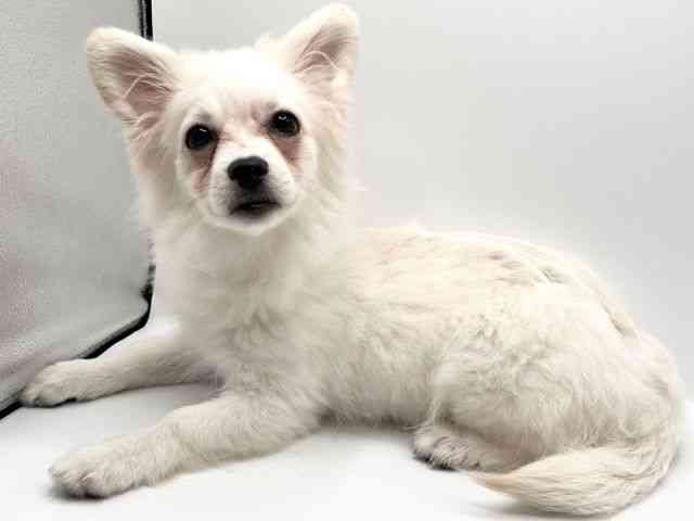 京都府のハーフ犬・ミックス犬 (ひごペットフレンドリーイオンモール高の原店/2025年6月4日生まれ/男の子/クリーム)の子犬の3枚目の画像