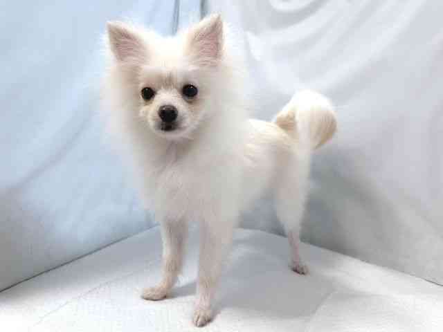 大阪府のポメラニアン (ひごペットフレンドリー堺プラットプラット店/2025年6月2日生まれ/男の子/クリーム)の子犬の3枚目の画像