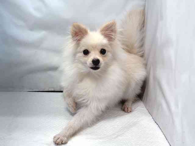 大阪府のポメラニアン (ひごペットフレンドリー堺プラットプラット店/2025年6月2日生まれ/男の子/クリーム)の子犬の3枚目の画像