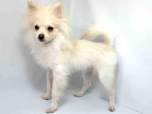 大阪府のポメラニアン (ひごペットフレンドリーイオンそよら海老江店/2025年6月2日生まれ/男の子/クリーム)の子犬の3枚目の画像