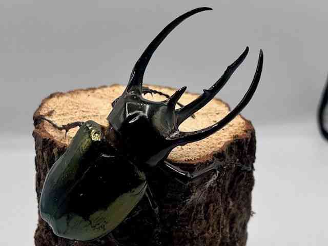 外国産[【コーカサスオオカブト106UP】] | ひごペットフレンドリー