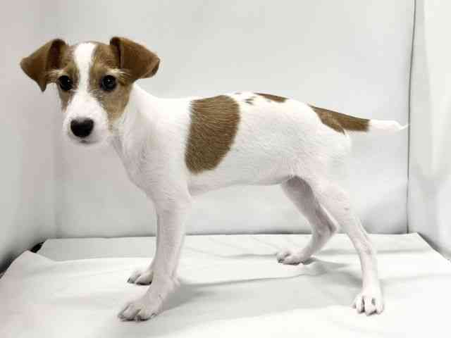 愛媛県のジャックラッセルテリア (ひごペットフレンドリーイオンモール今治新都市店/2025年6月8日生まれ/女の子/ホワイトタン)の子犬の3枚目の画像