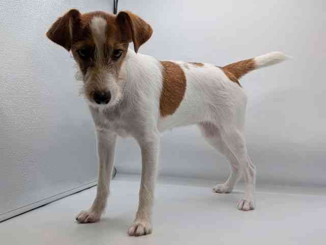 香川県のジャックラッセルテリア (ひごペットフレンドリーゆめタウン高松店/2025年6月8日生まれ/女の子/ホワイトタン)の子犬の3枚目の画像