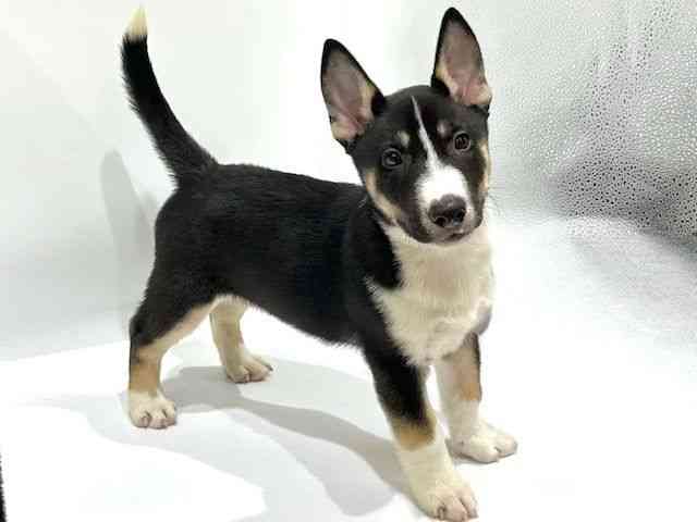 愛知県のハーフ犬・ミックス犬 (ひごペットフレンドリーヴィアモール アピタ江南西店/2025年6月7日生まれ/男の子/ブラックタンホワイト)の子犬の3枚目の画像