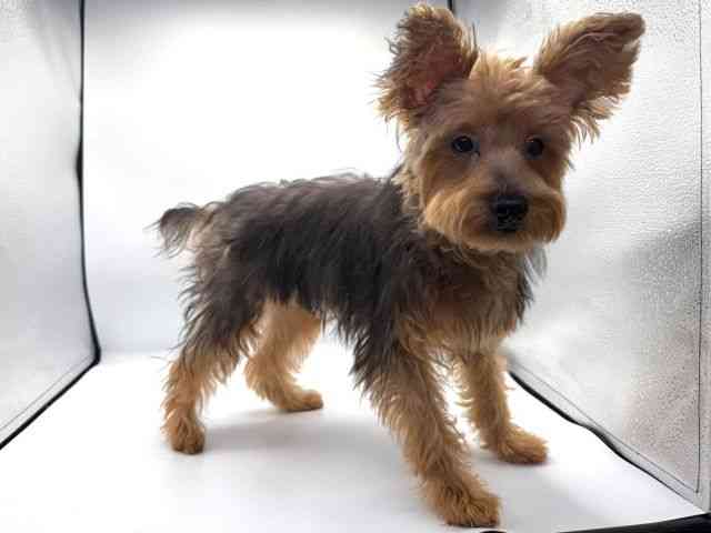 愛知県のヨープー(ヨークシャーテリア×プードル) (ひごペットフレンドリープライムツリー赤池店/2025年6月8日生まれ/男の子/スチールブルータン)の子犬の3枚目の画像