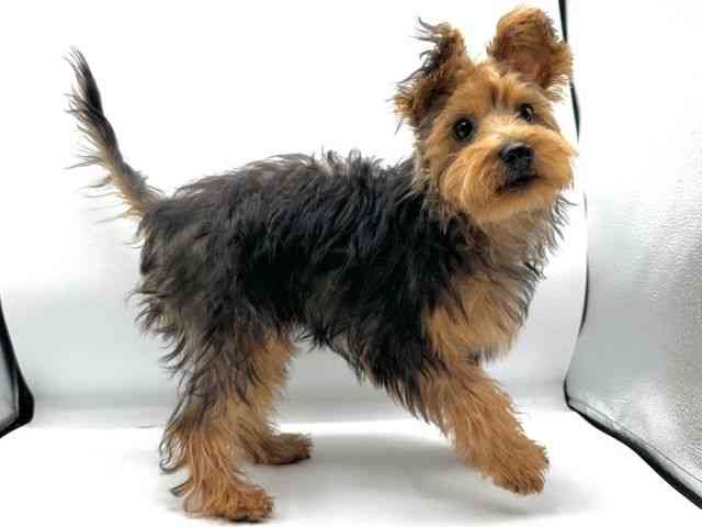 愛知県のヨープー(ヨークシャーテリア×プードル) (ひごペットフレンドリープライムツリー赤池店/2025年6月8日生まれ/男の子/スチールブルータン)の子犬の3枚目の画像