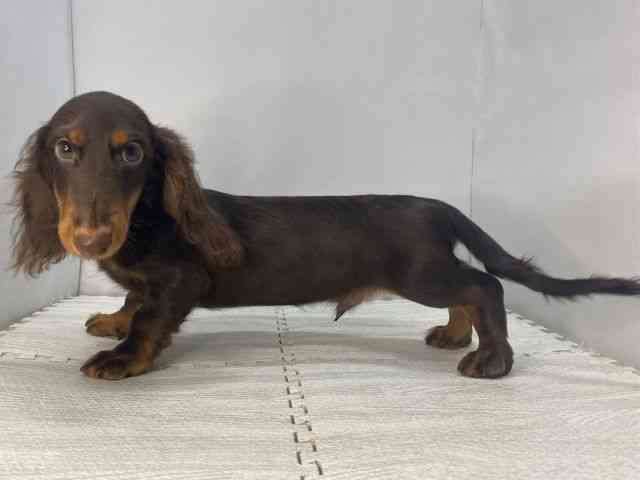 島根県のミニチュアダックスフンド(ロング) (ひごペットフレンドリーイオンモール出雲店/2025年6月6日生まれ/男の子/チョコレートタン)の子犬の3枚目の画像