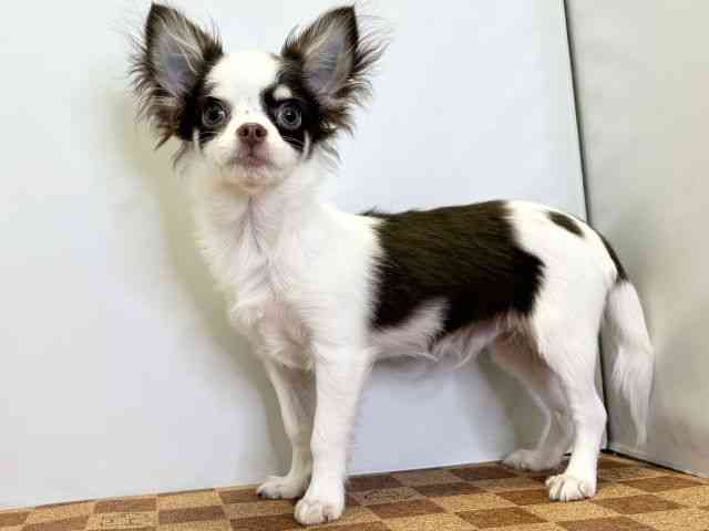 愛媛県のチワワ(ロング) (ひごペットフレンドリーエミフルMASAKI店/2025年6月6日生まれ/男の子/チョコレートタンホワイト)の子犬の3枚目の画像