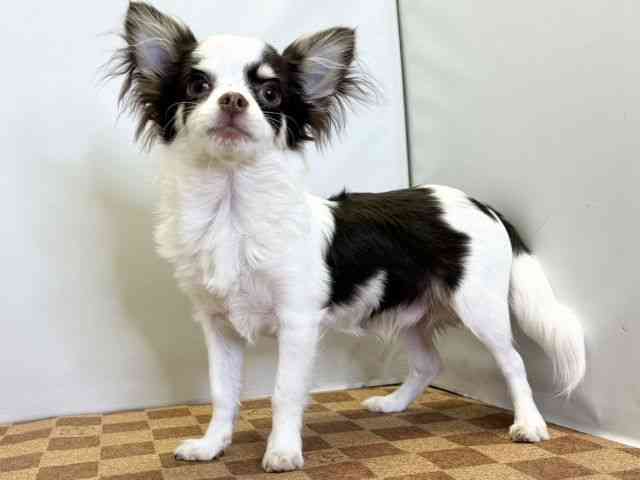 徳島県のチワワ(ロング) (ひごペットフレンドリーゆめタウン徳島店/2025年6月6日生まれ/男の子/チョコレートタンホワイト)の子犬の3枚目の画像