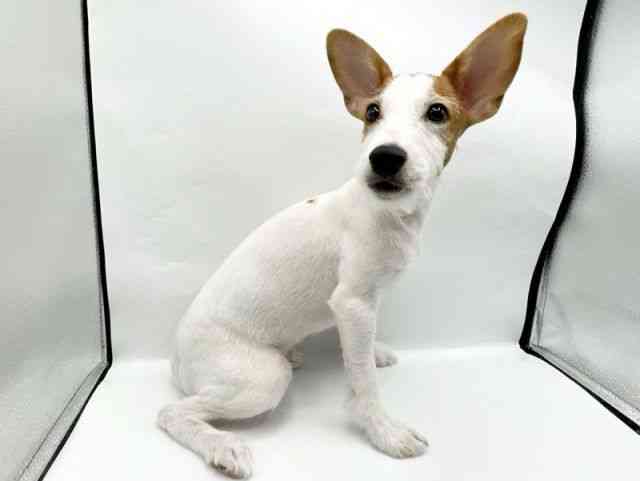 奈良県のジャックラッセルテリア (ひごペットフレンドリートナリエ大和高田店/2025年6月8日生まれ/男の子/ホワイトタン)の子犬の3枚目の画像