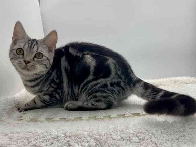 島根県のアメリカンショートヘアー (ひごペットフレンドリーイオンモール出雲店/2025年6月7日生まれ/女の子/シルバータビー)の子猫の3枚目の画像