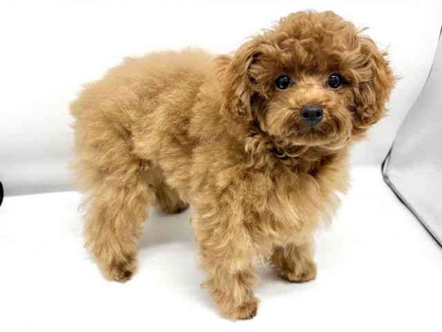 大阪府のトイプードル(トイ) (ひごペットフレンドリーイオンタウン豊中庄内店/2025年6月6日生まれ/男の子/レッドフォーン)の子犬の3枚目の画像