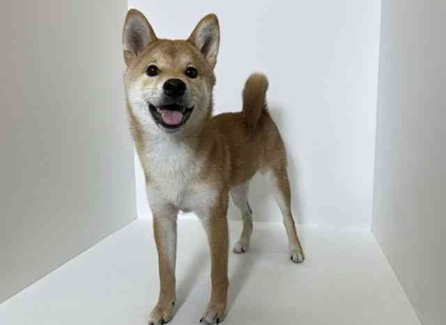 大阪府の柴犬(標準サイズ) (ひごペットフレンドリーアクロスプラザ住之江店/2025年6月8日生まれ/男の子/赤)の子犬の3枚目の画像