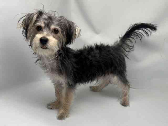 京都府のハーフ犬・ミックス犬 (ひごペットフレンドリー洛北阪急スクエア店/2025年6月8日生まれ/男の子/スチールブルークリーム)の子犬の3枚目の画像