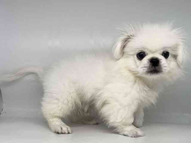 徳島県のペキニーズ (ひごペットフレンドリーゆめタウン徳島店/2025年6月8日生まれ/男の子/クリーム)の子犬の3枚目の画像