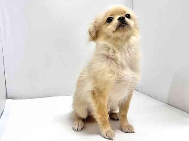 奈良県のペキポメ/ポメペキ(ペキニーズ×ポメラニアン) (ひごペットフレンドリー奈良パワーシティ店/2025年6月10日生まれ/男の子/クリーム)の子犬の3枚目の画像