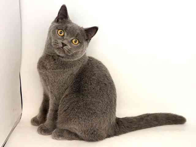 奈良県のブリティッシュショートヘアー (ひごペットフレンドリー田原本店/2025年6月4日生まれ/男の子/ブルー)の子猫の3枚目の画像