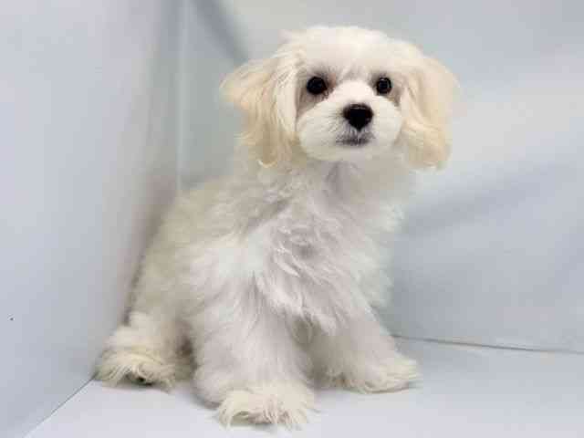 京都府のマルチーズ (ひごペットフレンドリー洛北阪急スクエア店/2025年6月10日生まれ/男の子/ホワイト)の子犬の3枚目の画像