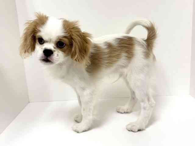 愛知県のハーフ犬・ミックス犬 (ひごペットフレンドリーヴィアモール アピタ江南西店/2025年6月11日生まれ/男の子/ホワイトレッド)の子犬の3枚目の画像