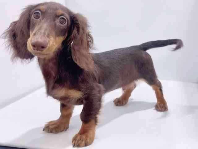 大阪府のミニチュアダックスフンド(ロング) (ひごペットフレンドリーイズミヤショッピングセンター千里丘店/2025年6月8日生まれ/男の子/チョコレートタン)の子犬の3枚目の画像