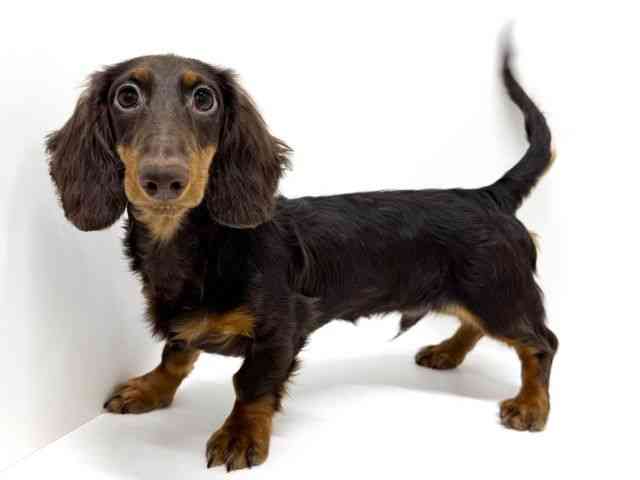 大阪府のミニチュアダックスフンド(ロング) (ひごペットフレンドリーくずはモール店/2025年6月8日生まれ/男の子/チョコレートタン)の子犬の3枚目の画像