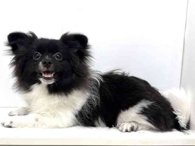 大阪府のペキポメ/ポメペキ(ペキニーズ×ポメラニアン) (ひごペットフレンドリーベルファⅡ都島店/2025年6月14日生まれ/女の子/ブラックホワイト)の子犬の3枚目の画像