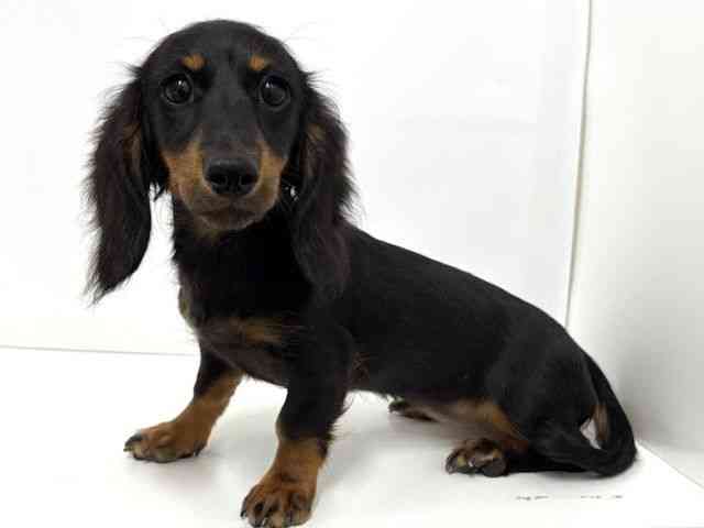 大阪府のミニチュアダックスフンド(ロング) (ひごペットフレンドリーベルファⅡ都島店/2025年6月14日生まれ/女の子/ブラックタン)の子犬の3枚目の画像