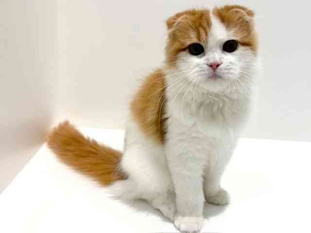 大阪府のスコティッシュフォールド (ひごペットフレンドリーイオン高槻店/2025年6月14日生まれ/女の子/レッドホワイト)の子猫の3枚目の画像