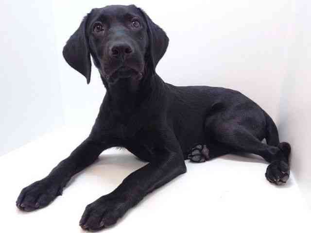 大阪府のラブラドールレトリーバー (ひごペットフレンドリーいこらもーる泉佐野店/2025年6月13日生まれ/男の子/ブラック)の子犬の3枚目の画像