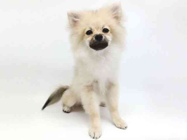 大阪府のポメラニアン (ひごペットフレンドリー泉ヶ丘店/2025年6月9日生まれ/男の子/ウルフセーブル)の子犬の3枚目の画像