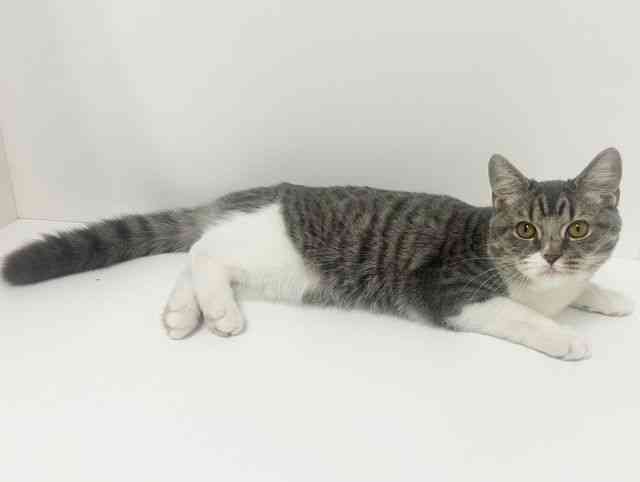 愛知県のスコティッシュフォールド (ひごペットフレンドリーイトーヨーカドー知多店/2025年6月13日生まれ/女の子/ブルータビーホワイト)の子猫の3枚目の画像