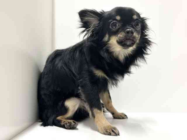 愛知県のチワワ(ロング) (ひごペットフレンドリーららぽーと名古屋みなとアクルス店/2025年6月15日生まれ/女の子/ブラックタン)の子犬の3枚目の画像