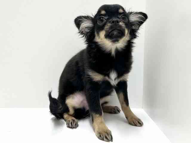 愛知県のチワワ(ロング) (ひごペットフレンドリーららぽーと名古屋みなとアクルス店/2025年6月15日生まれ/女の子/ブラックタン)の子犬の3枚目の画像